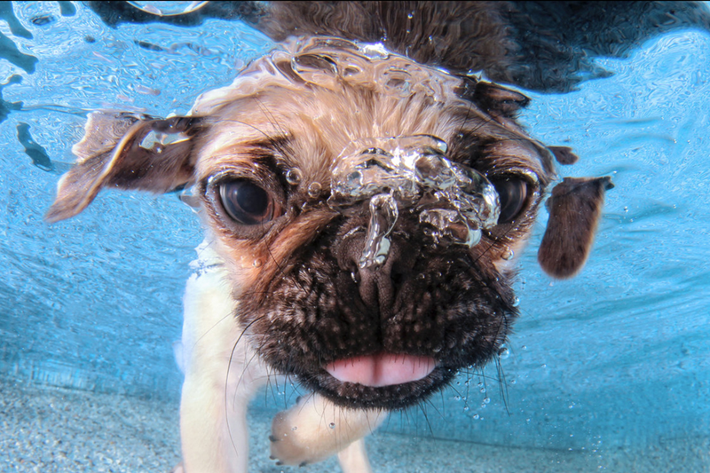 Illustration for article titled There's NOTHING cuter than these puppies swimming underwater